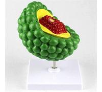 Enlarged Virus Model HIV Virus Structure Anatomy Cytopathic Demonstration AIDS-Virus Model, for Medical Microbiology Teaching display.