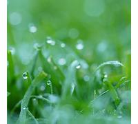 Enviro Slow Grow Grass Seed With Micro Clover Be Kind To The Environment With This Slow Growing Blend Of Grasses (1Kg)