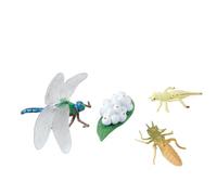 Enwye 1 Set Of Dragonfly Growth Cycle Models To Help Boys and Girls Understand the Growth Process Of Animals
