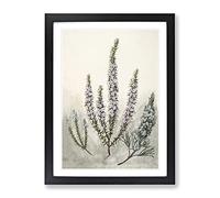 Epacris Flowers By Sarah Featon Vintage Framed Wall Art Print, Ready to Hang Picture for Living Room Bedroom Home Office Décor, Black A2 (64 x 46 cm)