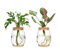 Epdpekc Plants Propagation Stations, 2 Pcs Separated Desktop Plant Terrarium with Wooden Tray & Lid for Propagating Hydroponic