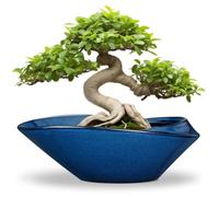 EPFamily Bonsai Tree Pot - Ceramic Planter Pot with Drainage Hole 12 Inch Bonsai Pots Decorative Orchid Succulent Plant Pots for Indoor Outdoor Plants Blue