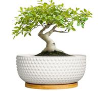 EPFamily Succulent Pots 8 Inch - Ceramic Bonsai Planters for Indoor Plants, Plant Pot with Drainage Hole and Saucer, Shallow Round Flower Planter, Modern Room Decor, Gifts for Plant Lover, White