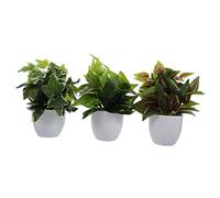 EPIGEIST 3Pcs Fake Green Plant Potted Bonsai Ornaments for Desktop Adornment Simulation Indoor Plants No Watering Pruning Needed Home Office Decoration