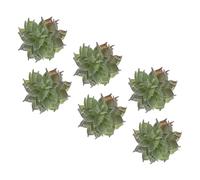 EPIGEIST 6pcs Artificial Succulent Plant Ornaments Lifelike Plastic Faux Succulents for Office Desk Home Decor Greenery Bundle to Sooth Mood and Enhance Indoor Ambiance