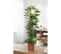 Epipr Pi Aureum Pot Size 24 Cm Height 120 Pothos Devils Ivy Indoor Houseplant