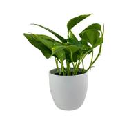 Epipremnum Aureum Devil’s Ivy - Indoor Plant in 12cm White Pot