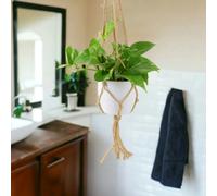 Epipremnum Aureum - Golden Pothos Devil’s Ivy Houseplant in 12cm Pot - Hanging Ceramic White Macrame