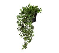 Epipremnum Climb - Artificial plant Green