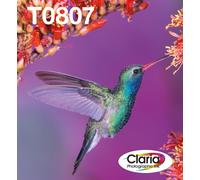 Epson Hummingbird Multipack 6-colours T0807 Claria Photographic Ink EasyMail Pack
