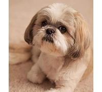 EPTIC 5D DIY Diamond Painting Full Drill Cross Stitch Kit, Shih Tzu Dog, for Home Decoration Living Room Bedroom 30x40CM
