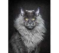 EPTIC 5D DIY Diamond Painting Kit_Cat Maine Coon Diamond Painting _Full Diamond Embroidery Cross Stitch Art Crafts Supply Picture/Bedroom/Home Wall Decoration Living Room 30x40CM