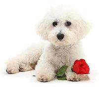 EPTIC Diamond Painting Children's 5D White Dog Animal Bichon Frise DIY Painting by Numbers Adult Diamond Painting Birthday Gifts 50x60CM