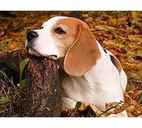 EPTIC Embroidery Cross Stitch Complete Kit Printed Pattern Beagles Complete Canvas for Home Decor for Kids Adults Beginner Crafts 30x40CM