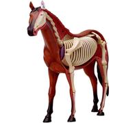 Equine Acupuncture Model, 4D Horse Anatomy Model, Animal Skeleton Specimen, Detachable 26 Parts, Medical Teaching Model for Pet Clinic Veterinary TrainingSchool Teaching Demonstration.