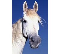 Equine Tales: A Collection of Stories on Overcoming Adversity": Inspiring Stories of Resilience and Triumph in the Face of Challenges"