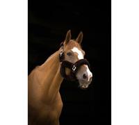 EQUITHÈME teddy halter chocolate brown full blood