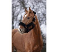 EQUITHÈME Teddy rose gold halter black pony