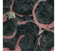 Eric Chenaux - Say Laura [VINYL]