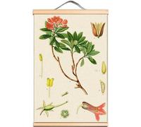 Ericaceae Plant Atlas Wall Art Decor, Flowers Canvas Art Posters and Prints, Scroll Painting Artwork Wall Hanging Banner for Living Room Bedroom (Rhododendron hirsutum, 30X45 CM)