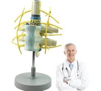 ERICAT Spinal Cord Spinal Nerve Magnification Model, Anatomy Of Thoracic Vertebrae And Enlarged Spinal Cord with Spinal Cord and Nerves, Durable Material & Realistic Representation, for Classroom