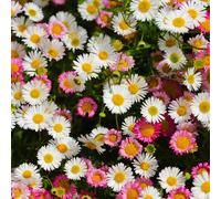 Erigeron Karvinskianus Profusion Mexican Fleabane Santa Barbara Daisy 9cm/2L, 10.5cm