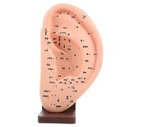 ERINGOGO 1Pc Ear Acupoint Model with Base Teaching Tool for Ear Massage and Reflection Area Ear Display Model for Acupoint Learning for Education and Demonstration