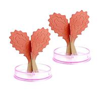 ERINGOGO 2 Sets Magical Growing Paper Tree DIY for Creative Blooming Heart Tree Safe Paper Material Decorative Desktop Science Gift with Random Base