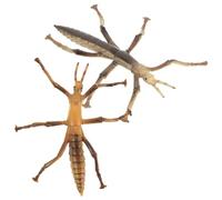 ERINGOGO 2Pcs Stick Insect Model Plastic Simulation Educational Insect Statues for Biology Learning Home Office Decor Sturdy Easy Clean Bug Props