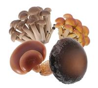 ERINGOGO 4pcs Educational Mushroom Growth Cycle Models Realistic Agaric Life Stages for Science Learning Biology Teaching Props for Early Education and Nature Exploration