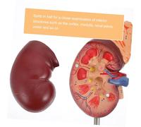 ERINGOGO Anatomy Teaching Tool with Removable Organs for Medical and Biology Demonstration Detailed Renal Structure for High School and Medical Education