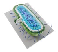ERINGOGO Bacteria Cell Teaching Model Detailed Anatomical Microbiology Educational Aid for Schools Research and Laboratory Studies Accurate Representation for Middle School to