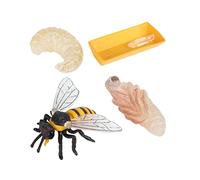 ERINGOGO Bee Life Cycle Display Models for Realistic Plastic Bee Evolution Cognitive Educational Biology Enlightenment Kit for Nature Exploration and Imaginative Learning