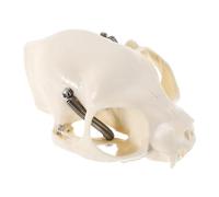 ERINGOGO Cat Skeleton Model Realistic Skull Prop for Study and Display for Science Teaching Classroom Use Halloween Decor and Collectibles