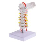 ERINGOGO Cervical Spine Model with Carotid Simulation PVC Anatomy Teaching Prop for Medical Students Doctors and Chiropractors Easy to Clean Posterior Anatomy Display