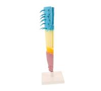 ERINGOGO Corn Root Profile Model Longitudinal Section Educational Plant Anatomy Tool for Biology Teaching High-precision Root Growth Display for Middle and High School Science Experiments