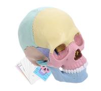 ERINGOGO Detachable Colored Skull Model for Stem Education Anatomically Accurate Teaching Tool for Classes for Students and Professionals Easy to Use Classroom Settings