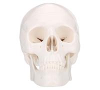 ERINGOGO Detachable Skull Model for Art Sketching and Medical Anatomy Teaching Realistic Plastic Skull with Accurate Bone Structure Eye Sockets and Mandible Desktop Sculpture for Students