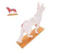 ERINGOGO Dog Acupuncture Model Canine Body Acupuncture Point Model for Veterinary Teaching Medical School Laboratory Use Premium Detailed Anatomy