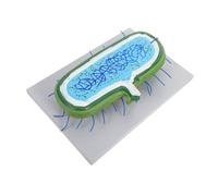 ERINGOGO Enlarged Cell Nucleus Model Anatomy Teaching Aid with Organelles for Biology Classroom Demonstrations and Interactive Science Education