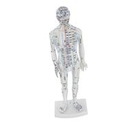 ERINGOGO Human Body Acupuncture Model with Meridians and Pressure Points, Male Simulation Educational Model for Chinese Medicine Teaching, Full-Body Acupoint Display in White for Alternative Medicine
