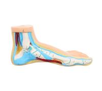 ERINGOGO Human Foot Model for Medical Teaching Vinyl Anatomical Foot Joint Skeleton Display Physiology Learning Tool for Schools and Clinics