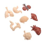 ERINGOGO Human Organs Model Teaching Prop Anatomy Model for School Education Realistic Human Body Internal Organs for Physiology and Medical Anatomy Learning