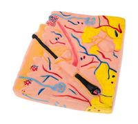ERINGOGO Human Skin Anatomy Model with Detailed Layers Educational Tool for Biology and Medical Teaching in Classrooms and Labs