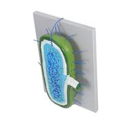 ERINGOGO Nucleus Model Microbiology Model 3d Tissue Culture Plastic