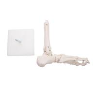 ERINGOGO Plastic Ankle Joint Model Human Foot Bone Model White PVC Anatomical Model for Anatomy Study and Physical Health Teaching
