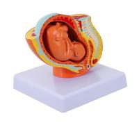 ERINGOGO Realistic Full-term Uterine Fetus Model for Women Educational Uterus Embryo Display for Medical Teaching Nursing School Training and Physiology Study