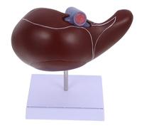 ERINGOGO Realistic Human Liver Model with Base Anatomical Medical Teaching Instrument Detailed Plastic Organ Anatomy for Students and Educators Lifelong Educational Display