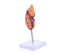 ERINGOGO Scale Anatomical Biology Teaching Prop with Base and Bracket High School Medical School Organ Demonstration Tool