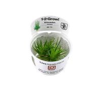 (Eriocaulon cinereum Advanced Foreground) Tropica Foreground Live Aquarium Plants Aquascape Tissue Culture Tank